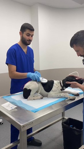 Vitallia Animal Hosp على TikTok