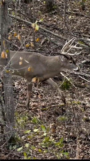 Monster Buck at First Light | Heart-Pounding Hunt#BuckHunting #DeerHunting#BigBuck#TrophyBuck #deer