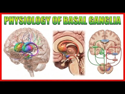 18. Physiology of Basal Ganglia 🧠⚡ | Motor Control, Pathways & Clinical Correlations
