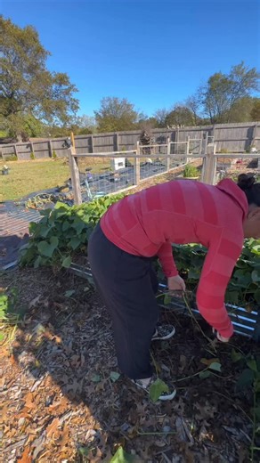 2.6K views · 143K reactions | Just a little secret between me and you  #backyardgarden #gardening #backyardgardening #gardeningforbeginners #gardentips #gardeningtips #gardeninglife #gardentipsandtricks #gardenlife #organicgardening #sweetpotato #fallharvest #gardenstagram | The Disco Garden | Facebook