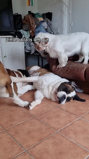 Lovable Clumber Spaniel Saint Bernard Corgi Mix - Dog TikTok Compilation