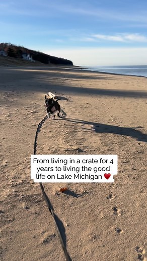 From a crate in Detroit to the Lake Michigan life! I love to watch him live a more free life and see that big bully smile ♥️ #ace #lakemichigan #rescuedog #dogs #beachdog | Kari Martin