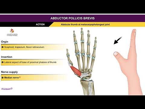 Abductor pollicis brevis - Thenar muscles , Animation without narration