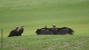 Free wild vulture in natural environment habitat.Black monk Eurasian vulture.Aegypius monachus Accipitridae raptor raptors kite kites buzzard buzzards harrier harriers male female animal bird birds 4K