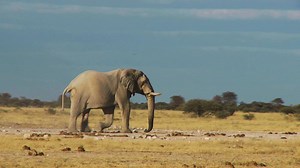 52K views · 834 reactions | We're in the middle of a mass-extinction phenomenon: here are the species that might be leaving us forever. | New York Magazine | Facebook