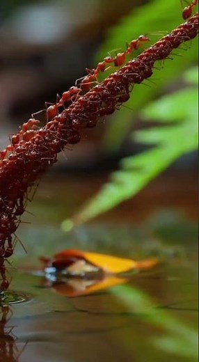 Red Ant Walking Working | Red Ants | How Red Ant Work