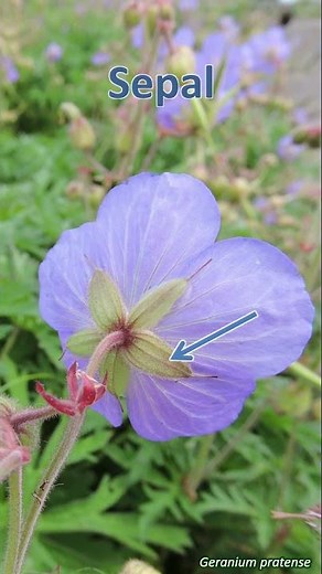 Sepal - botany word of the week
