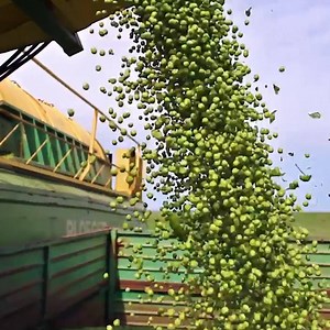 Those peas in your freezer started here 😋 Check out more nature on ITK: https://bit.ly/2V1meEN | In The Know