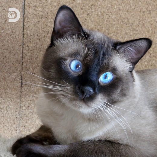 35K views · 234 reactions | Curious why some Siamese cats have crossed eyes?  #HowDoAnimalsDoThat | Discovery Channel UK | Facebook
