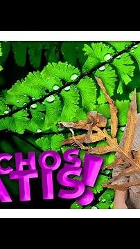¿Cómo se reproducen los helechos por esporas? 🌿🌱