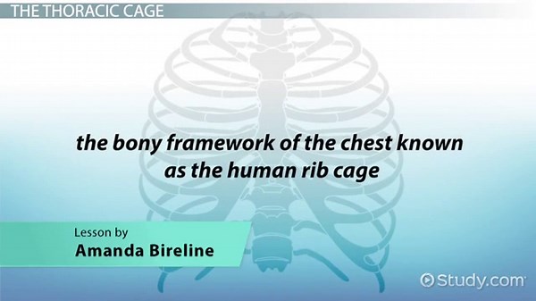The Thoracic Cage | Function & Types of Ribs