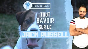 😨"Terreur", "ingérable", "trop nerveux", "destructeur"....😈 😓Un petit chien qui à une mauvaise image pour beaucoup... Et pourtant... 😀Découvrez vraiment qui est le Jack Russell ! 🙏Merci à Amandine ! Retrouvez sa petite tribu sur sa page Elevage di san Giuliano et sur Insta ! | Esprit Dog - Tony Silvestre