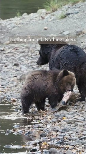 Bella Coola Grizzly Bears | Mother and Cub Wildlife Short