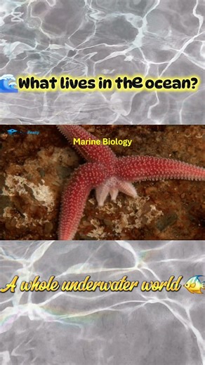 What Is Marine Biology? 🌊 | Ocean Life Explained