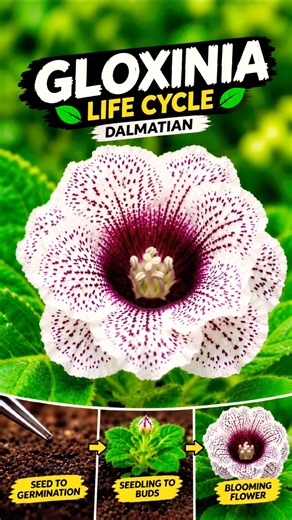 From Seed to Bloom: Brown & White Gloxinia Flower Life Cycle 🌱🤎🤍 #Shorts