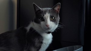 A grey and white cat licks its lips - Free Stock Video Footage | Coverr