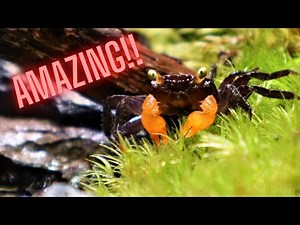 Vampire Crab Crawls Out Of Its Shell