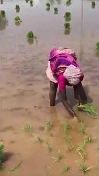 How Rice is Made Step by Step Growing Rice Paddy Farming, South India 🇮🇳