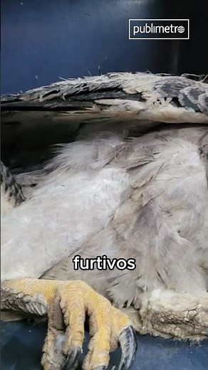Águila en peligro de extinción perdió su ala por culpa de una bala