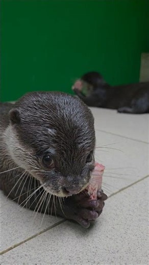Apa sih lihat-lihat aku lagi makan ll I'll eat first #siboni #otter #animals