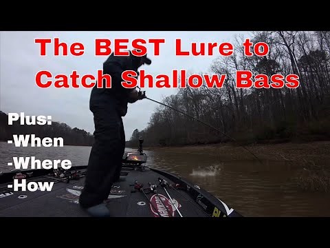 Best Lure for Shallow Largemouth Bass Fishing: How To Catch Big Bass