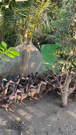 Đàn Vịt Cỏ Nhà Tui