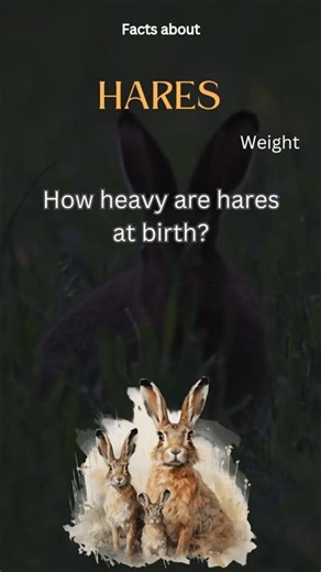 Hare Fact 19 - How heavy are hares at birth?