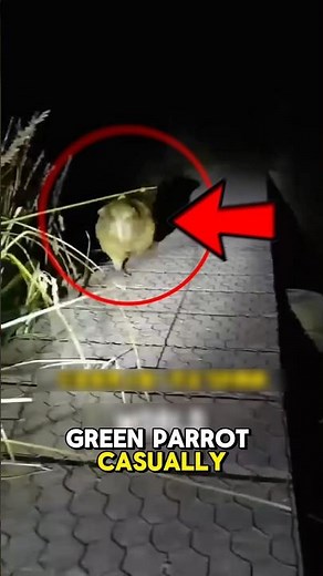 The World’s Weirdest Parrot Can’t Fly… But It Sounds Like a Dinosaur 😳🦜