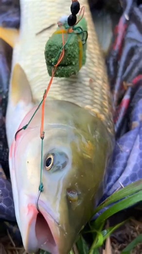 Best fishing techniques for fishing hunt tricks catch fish?!