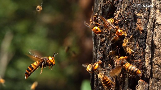 This is how murder hornets could decimate honeybees — not you. | VICE News