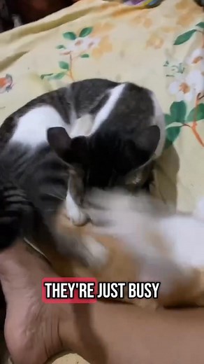 20 muscles in each ear #cat #muscles #earmuscle | Cat Videos Hub | Facebook