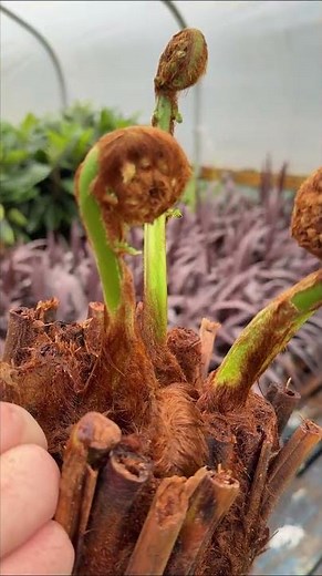Alex tells us about the Dicksonia Tree Fern down at the nursery