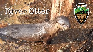 6.2K views · 152 reactions | The north american river otter is a...