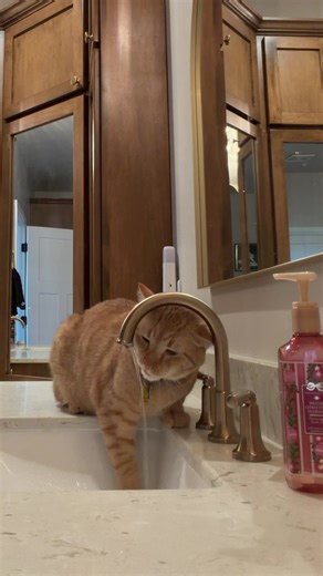 Understanding Orange Cat Behavior