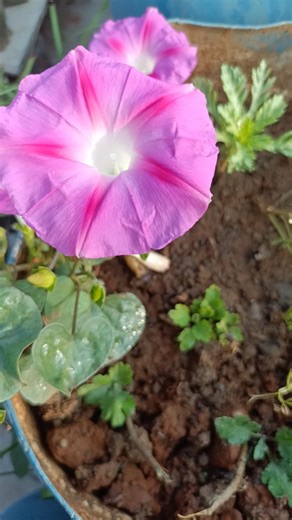 #trustonallah | morning glory flower 🌺 | flower video | flower | #morningglory #flowers