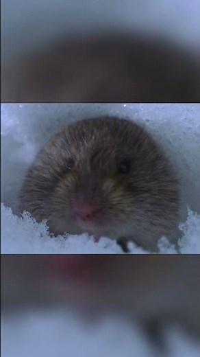 Owl Hunting Secrets: Perfect Precision Above Prey