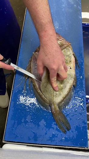 Delicious John Dory Filleting Process