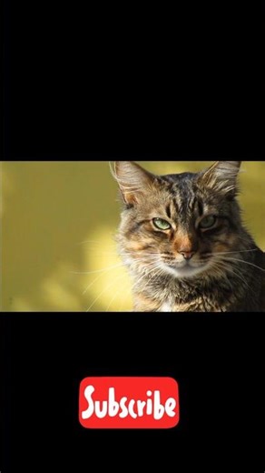 #cat #viralvideo Beautiful cat eyes 👀👀👀👀