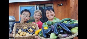 469K views · 10K reactions | Đào khoai tây tím, vàng, đỏ bí ngòi tròn, cà tím, dưa leo chanh ,dưa leo Mỹ | Nhung Ha Cuoc Song My | Facebook