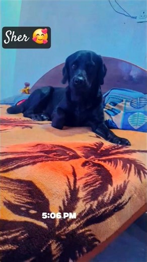 mera sher putt 🥰 #viral #trending #comedy #cute #love #ytshorts #youtubeshorts #labrador #ytstudio