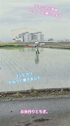 田植え後の様子。かねつぐ撒きました。水稲農家除草剤の様子、コシヒカリの田んぼ #チャンネル登録お願いします #農業 #農業youtuber #除草剤 #かねつぐ撒き#お米作り #農業男子 #ショート
