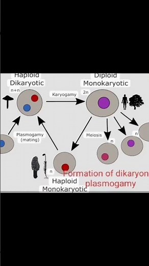 Sexual Reproduction in Fungi | Types of Sexual Spores Explained part 2 #spore #fungi #biology