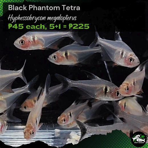 BLACK PHANTOM TETRA | Got Fish