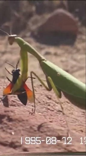 Praying Mantis vs Tarantula Hawk Wasp #wildlife #animals