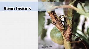 Scouting and Identifying Tomato Diseases