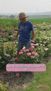 This rose grows very tall, but it has beautiful flowers - Kordes Jubilee