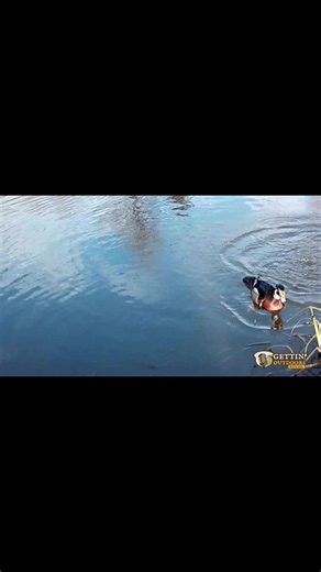 Wood Ducks diving for acorns in the Alabama Grampian Hills.🦆 #ghwildlife #gettinoutdoors | Gettin' Outdoors With BDL