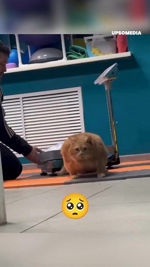 The world's fattest cat lost its life | Meow Meow