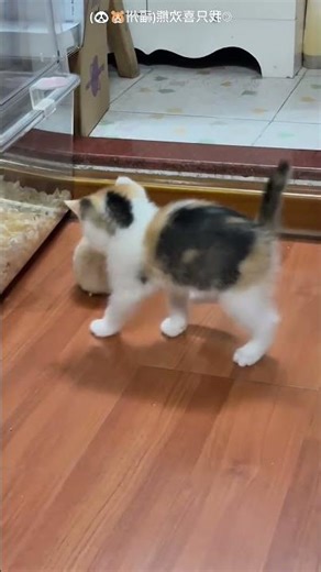 Cat Meets Mouse for the First Time 😂🐱🐭