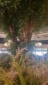 Trip to Turkey 🇹🇷 #tour #tourism #vlogs #travel #turkey #holiday #viral #shorts #video